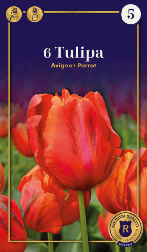 Tulp ‘Avignon Parrot’ 6tk