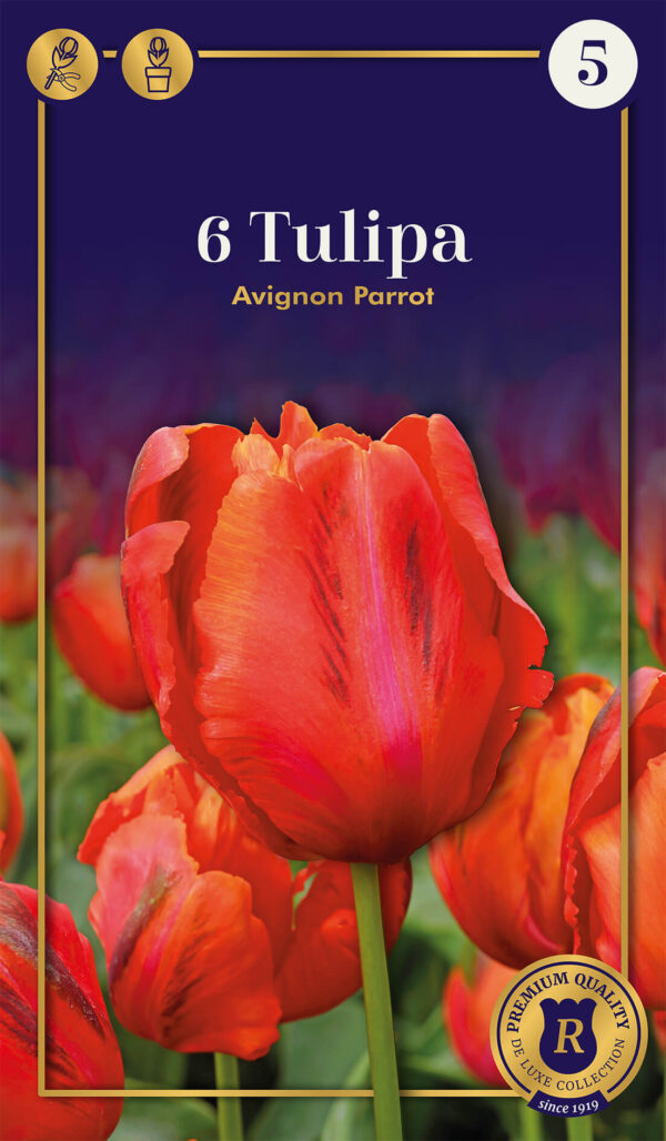 Tulp 'Avignon Parrot' 6tk