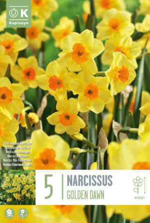 Nartsiss ‘Golden Dawn’ 5tk