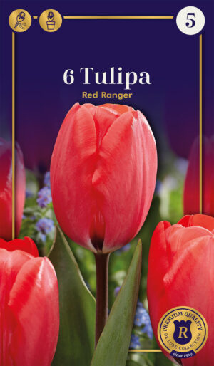 Tulp ‘Red Ranger’ 6tk