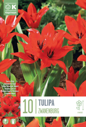 Tulp ‘Zwanenburgt’ 10tk/pk