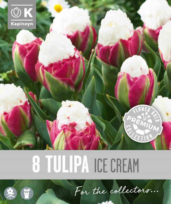 Tulp 'Ice Cream' 8tk/pk