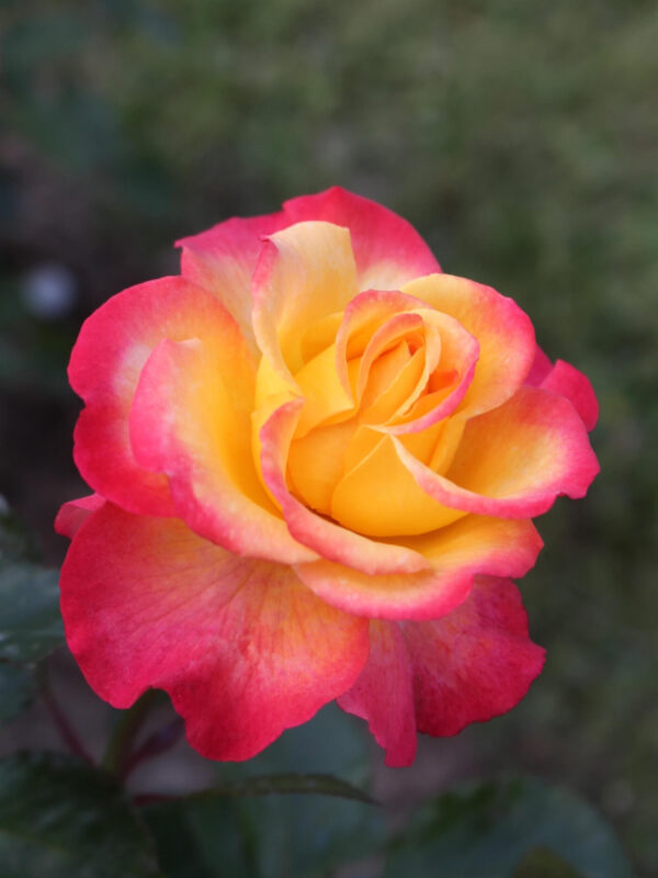 Teehübriidroos 'Flaming Star' P23