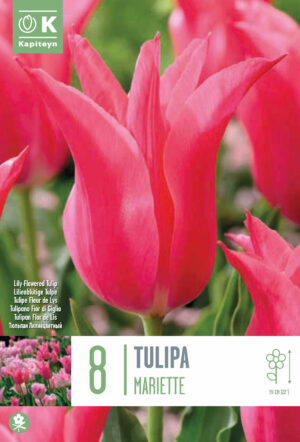 Tulp ‘Mariette’ 8tk/pk