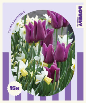 Segu Lovely nartsiss+tulp 15tk/pk