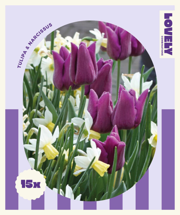 Segu Lovely nartsiss+tulp 15tk/pk