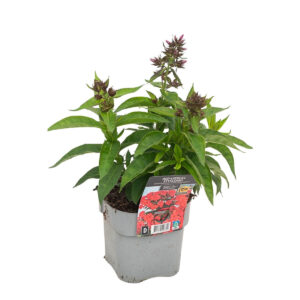 Aed-leeklill ‘Flame Watermelon’ P17 Eestis kasvatatud
