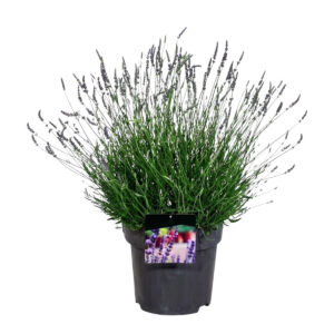 Vahelmine lavendel ‘Sensational’® P32