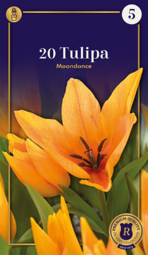 Tulp ‘Moondance’ 20tk