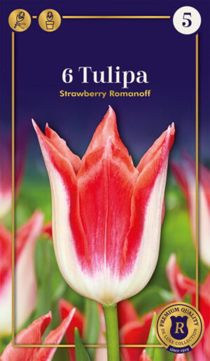 Tulp ‘Strawberry Romanoff’ 6tk