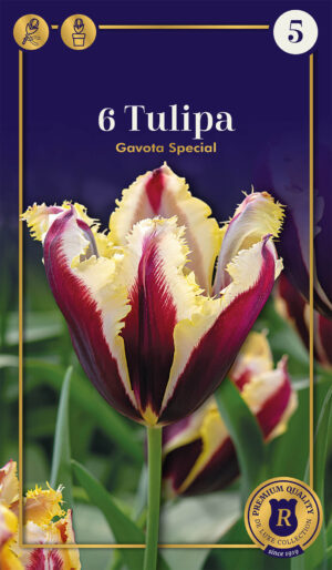 Tulp ‘Gavota Special’ 6tk