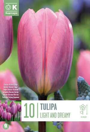 Tulp ‘Light and Dreamy’ 10tk/pk