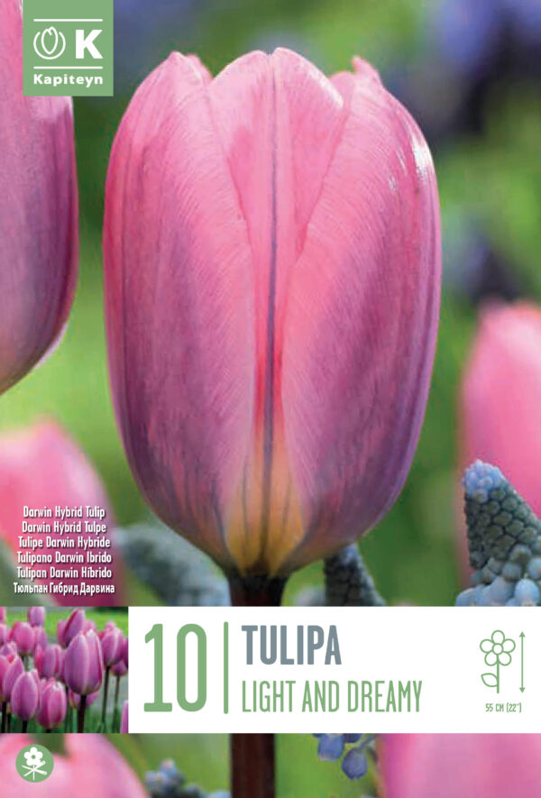 Tulp 'Light and Dreamy' 10tk/pk