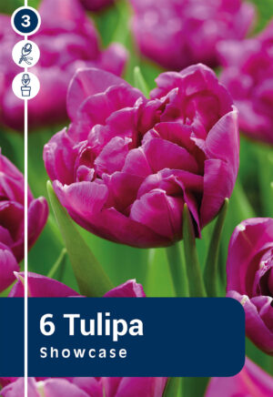 Tulp ‘Showcase’ 6tk