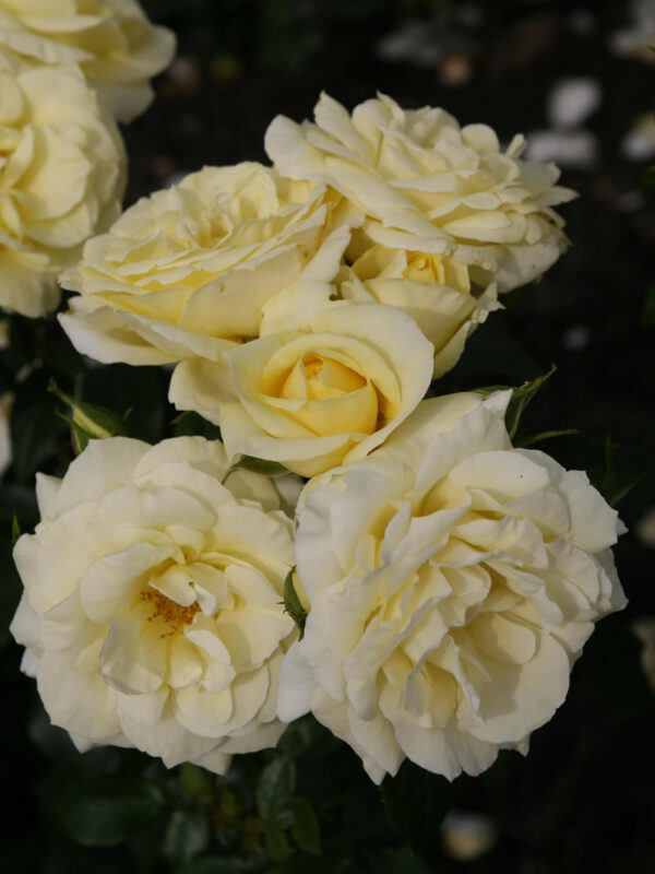 Põõsasroos 'Limona®' P23