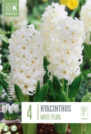 Hüatsint ‘White Pearl’ 4tk