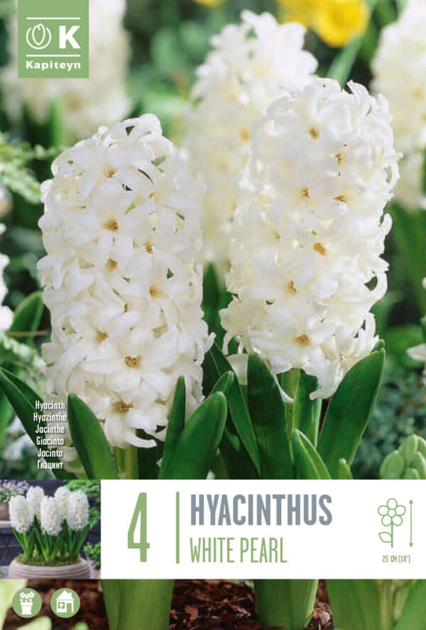 Hüatsint 'White Pearl' 4tk