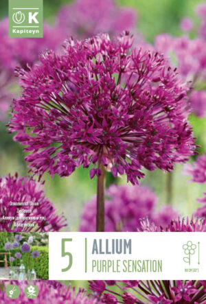 Aflatuni lauk ‘Purple Sensation’ 5tk