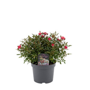 Pinnakatteroos ‘Lilly Rose®’ P13