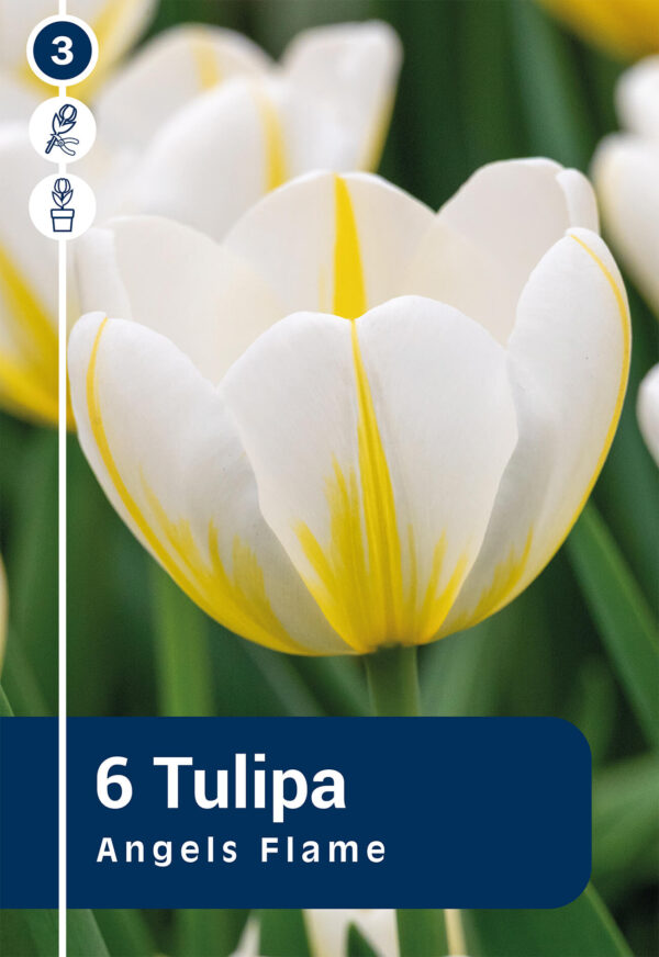Tulp 'Angels Flame' 6tk