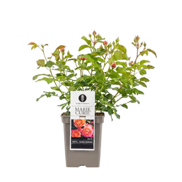 Peenraroos 'Marie Curie' P23