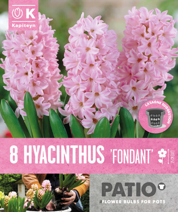 Hüatsint 'Fondant' 8tk