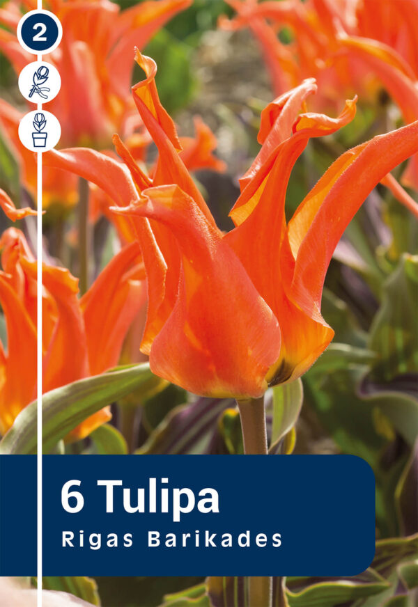 Tulp 'Rigas Barikades' 6tk