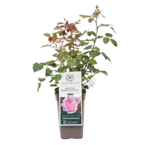 Põõsasroos ‘Olivia Rose Austin’® P17