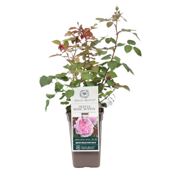 Põõsasroos 'Olivia Rose Austin'® P17