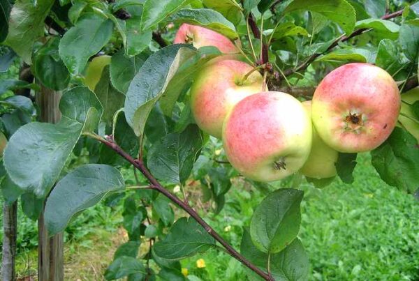Sügisõunapuu 'Krista' P26 160cm Eestis kasvatatud