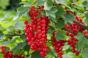 Punane sõstar ‘Rovada Red’ P19 70cm Eestis kasvatatud