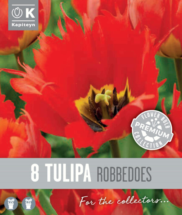 Tulp 'Robbedoes' 8tk/pk