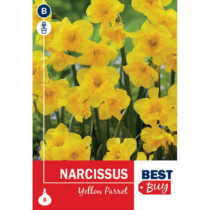 Nartsiss ‘Yellow Parrot’ 8tk