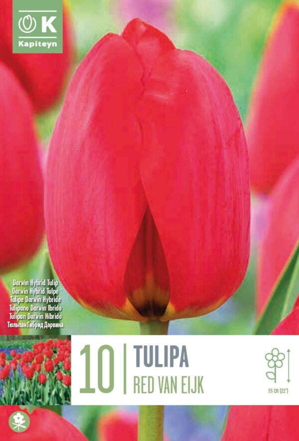 Tulp 'Red Van Eijk' 10tk