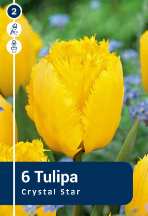 Tulp ‘Crystal Star’ 6tk