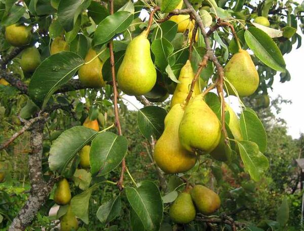 Pirnipuu 'Pepi' P22 220cm Eestis kasvatatud