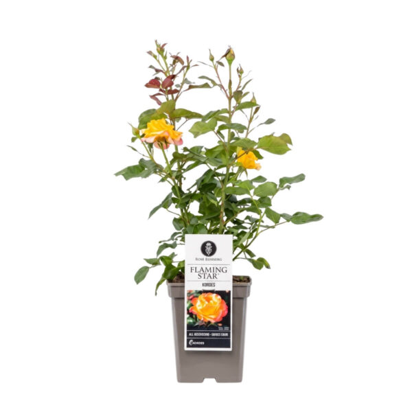 Teehübriidroos 'Flaming Star' P23