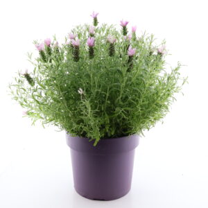 Prantsuse lavendel P24 erinevad