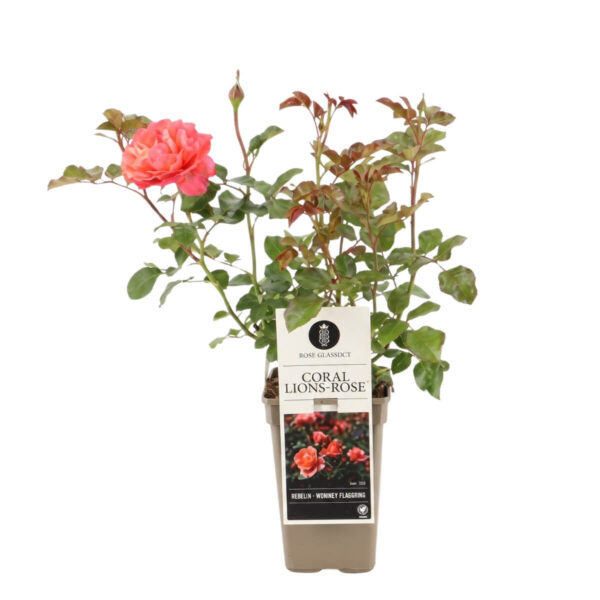 Peenraroos 'Coral Lions-Rose' P17