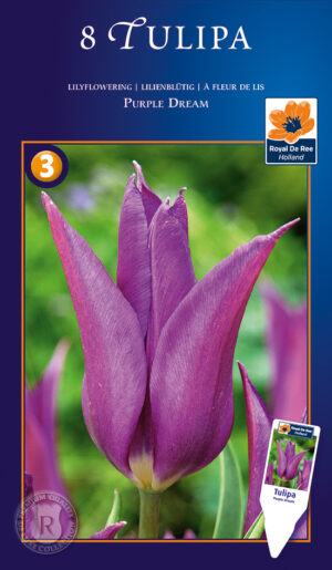 Tulp ‘Purple Dream’ 8tk