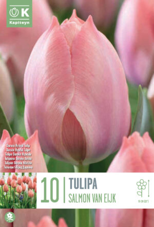Tulp ‘Salmon Van Eijk’ 10tk/pk