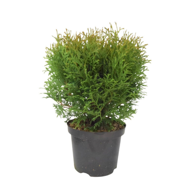 Harilik elupuu 'Little Giant' P17 25cm