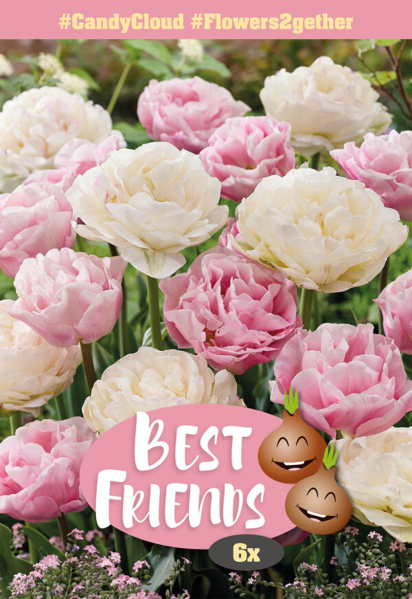 Lillesibulate segu Best Friends #Candy Cloud 6tk