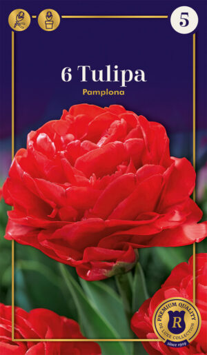 Tulp ‘Pamplona’ 6tk