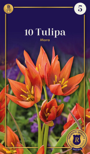 Tulp ‘Mara’ 10tk