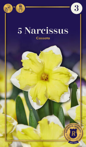 Nartsiss ‘Cassata’ 5tk