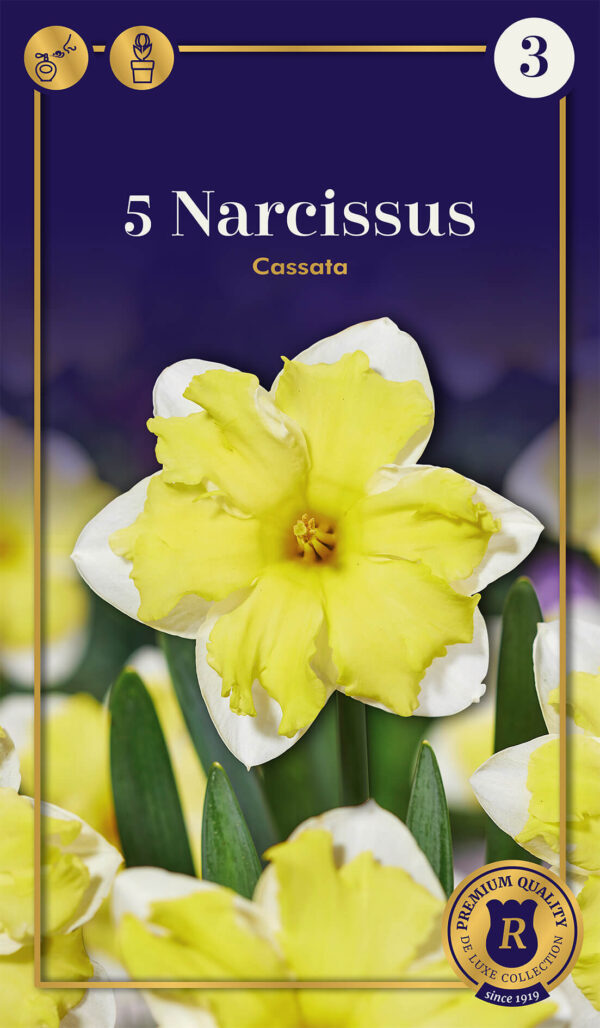 Nartsiss 'Cassata' 5tk