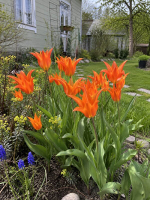 Tulp ‘Ballerina’ 6tk