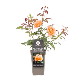 Floribundroos ‘Fragrant Delight’ P17 20cm