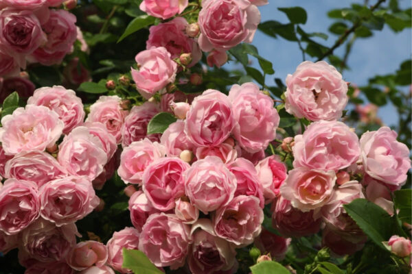 Roniroos 'Jasmina' P21 Eestis kasvatatud